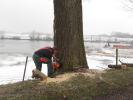 Verwijderen bomen 12